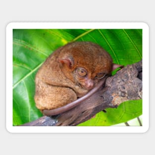 Tarsier, Bohol, Philippines Sticker